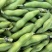 【推荐】四川本地大白胡豆供应各级批发市场大型商超