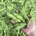 【推荐】四川本地大白胡豆供应各级批发市场大型商超