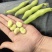 【推荐】四川本地大白胡豆供应各级批发市场大型商超