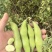 【推荐】四川本地大白胡豆供应各级批发市场大型商超