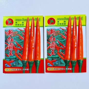 新红霸王大果朝天椒种耐寒高产硬度好春季大田基地种植尖椒种