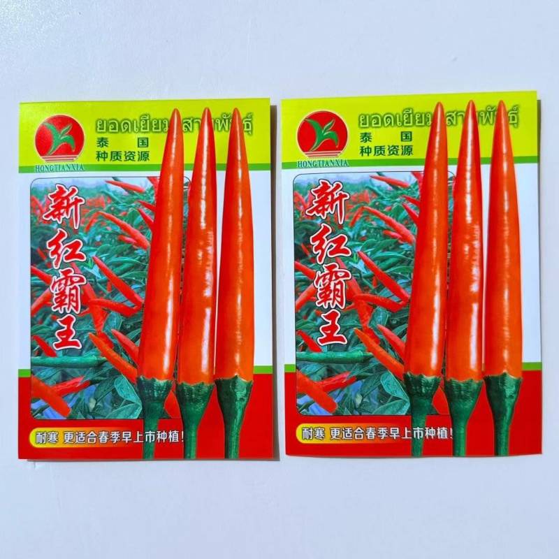 新红霸王大果朝天椒种耐寒高产硬度好春季大田基地种植尖椒种