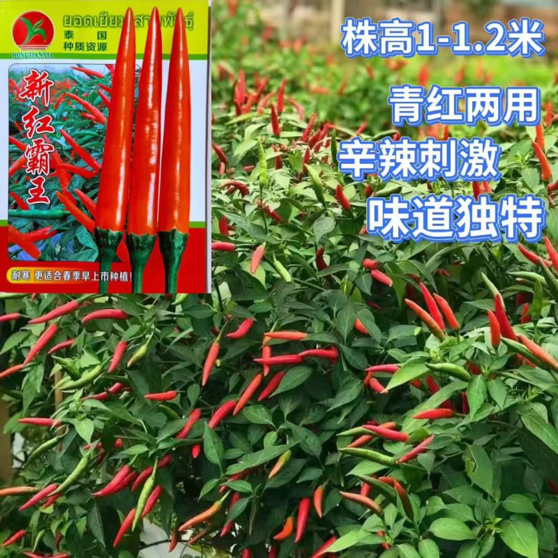 新红霸王大果朝天椒种耐寒高产硬度好春季大田基地种植尖椒种