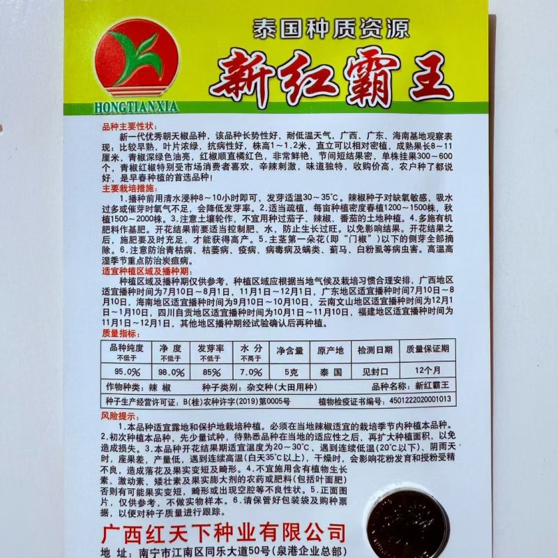 新红霸王大果朝天椒种耐寒高产硬度好春季大田基地种植尖椒种