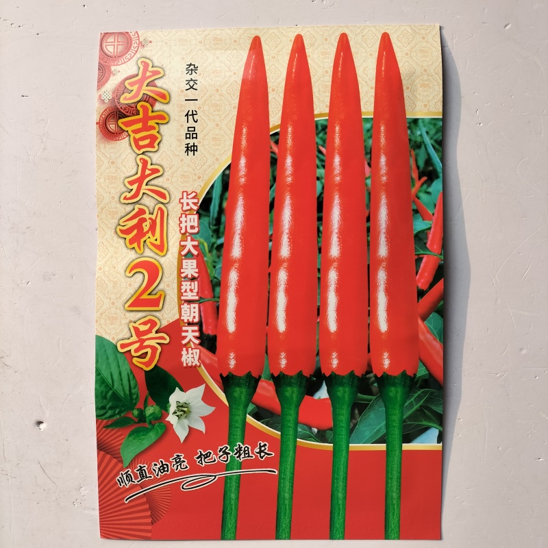 新红霸王大果朝天椒种耐寒高产硬度好春季大田基地种植尖椒种