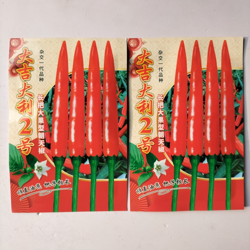 新红霸王大果朝天椒种耐寒高产硬度好春季大田基地种植尖椒种