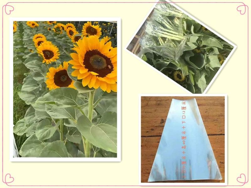 大套袋大袋子透明菊花非洲菊向日葵花套非洲扶郎百合鲜花