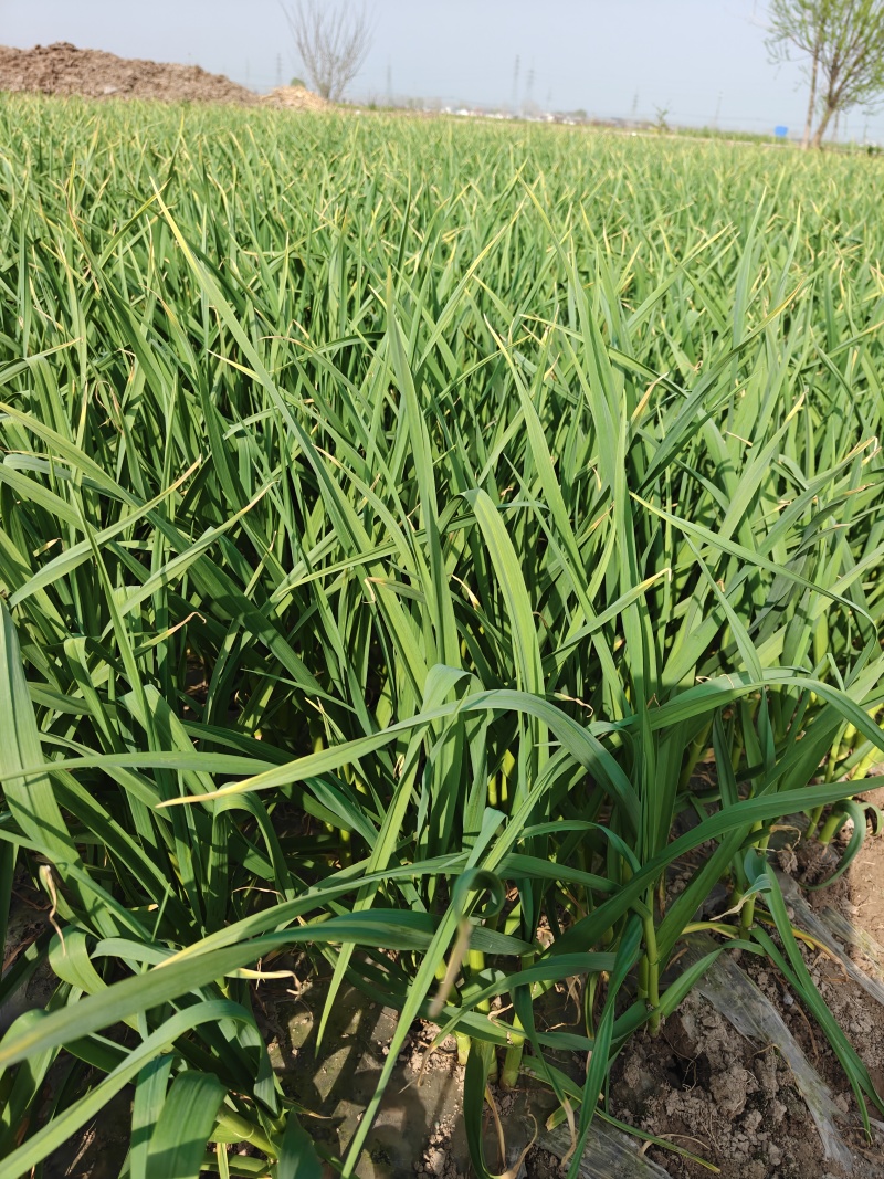 红根蒜苗，现挖