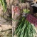 红根蒜苗，现挖
