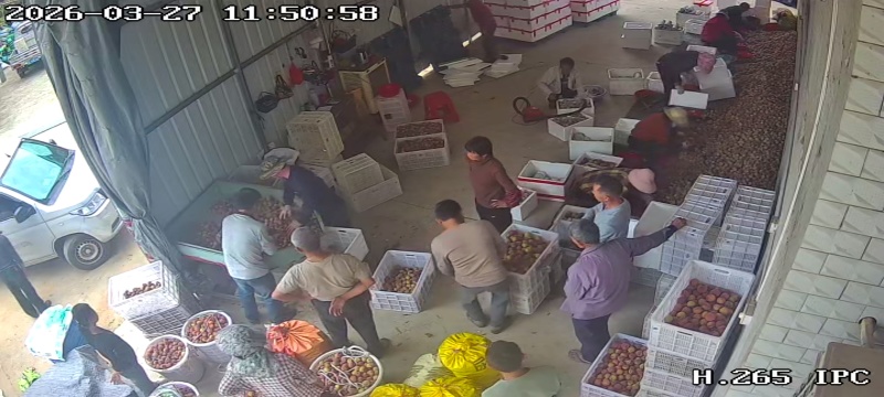 平和早熟红桃大量上市中