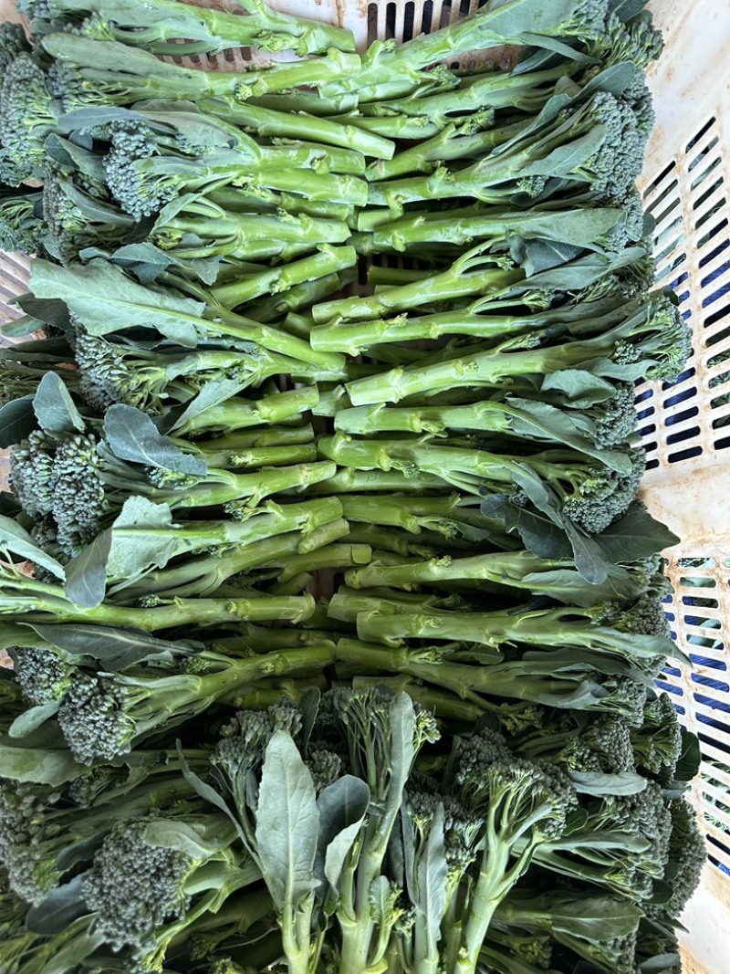 云南高海拔山地西兰苔
