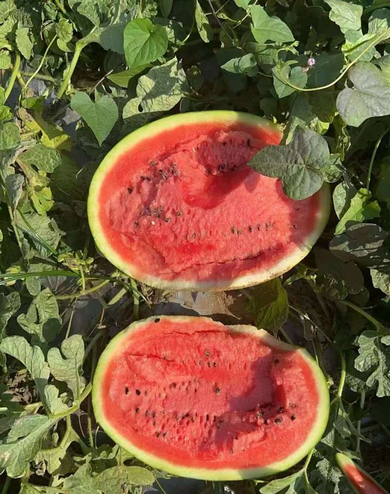 云南盈江露天甜王西瓜，有籽无籽都有货，欢迎来聊，大吨位供