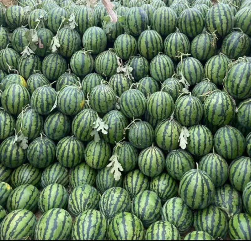 云南盈江露天甜王西瓜，有籽无籽都有货，欢迎来聊，大吨位供