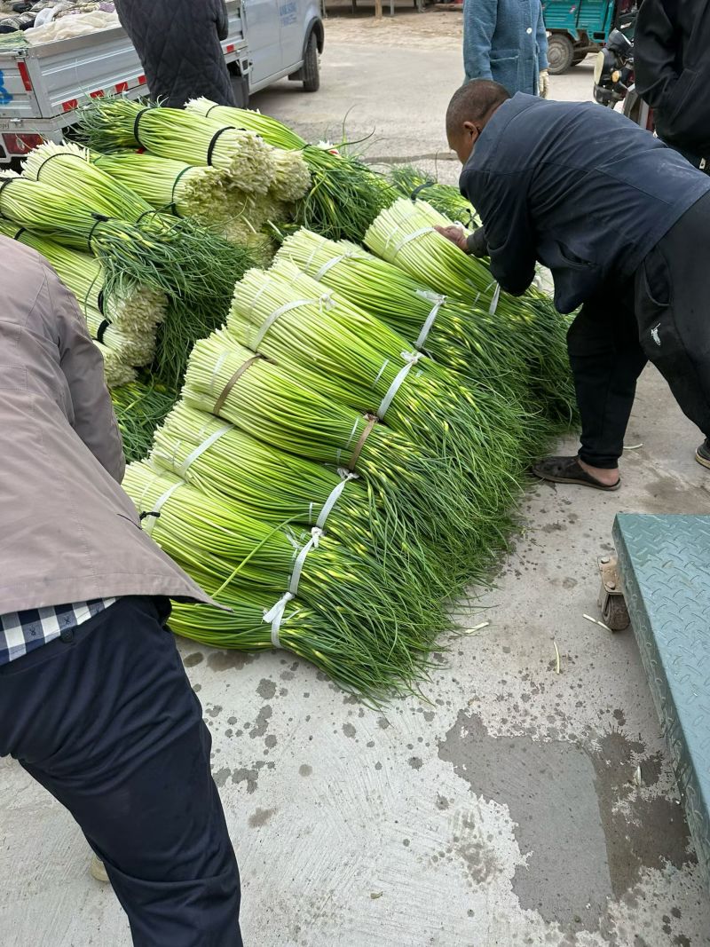 精品蒜苔
