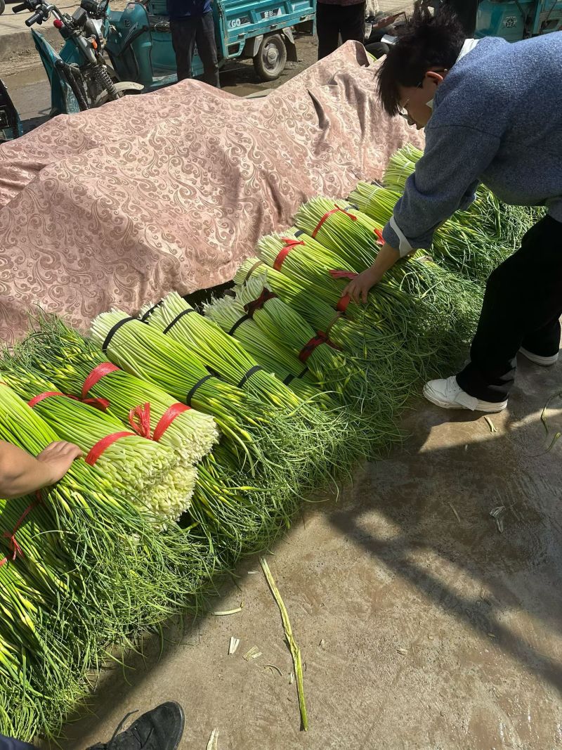 精品蒜苔