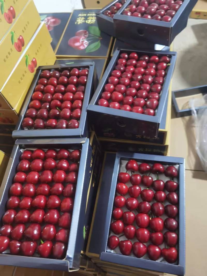 樱桃山东大樱桃专业美早大樱桃，只做精品，供超市，