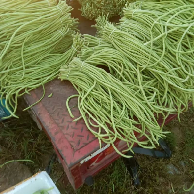 丰产油白长豇豆种子早熟长豆角种籽抗寒耐热耐湿高产不易老