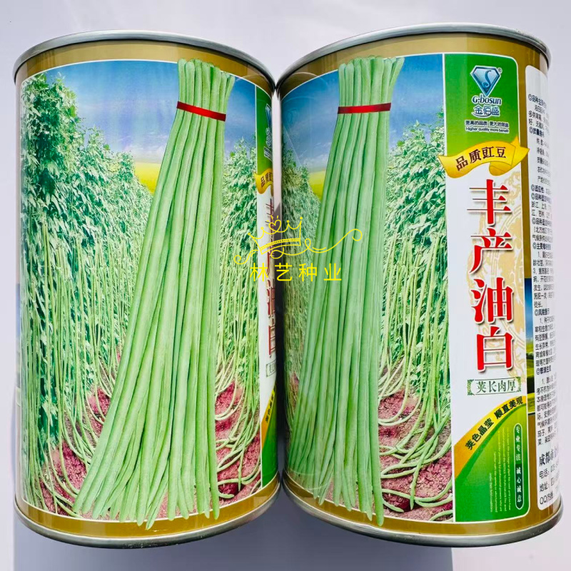 丰产油白长豇豆种子早熟长豆角种籽抗寒耐热耐湿高产不易老