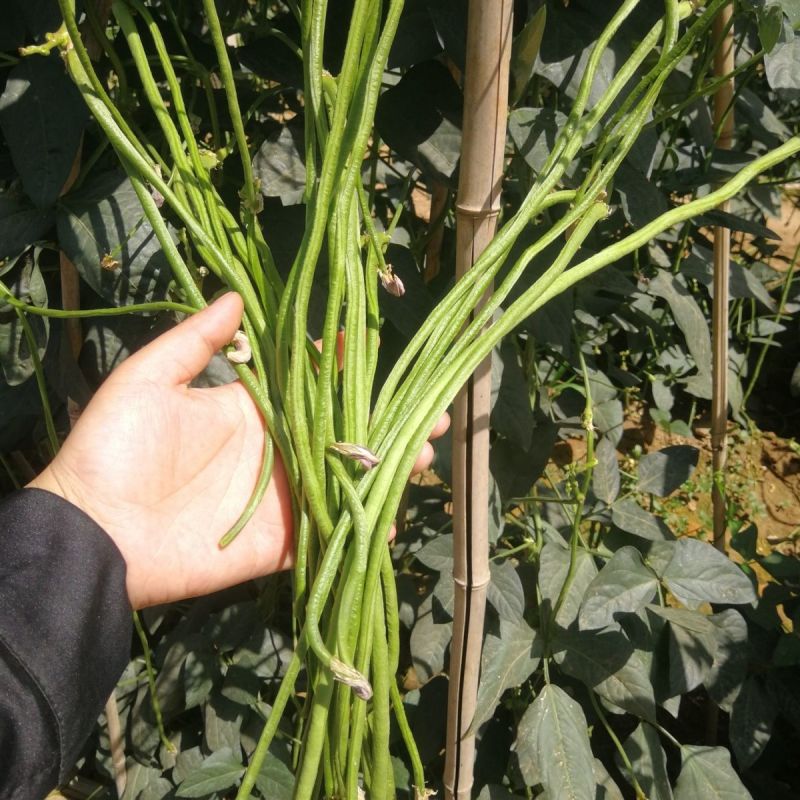 龙盛靓靓油白长豆角豇豆种子白籽白花肉厚无鼓籽无鼠尾