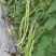 龙盛靓靓油白长豆角豇豆种子白籽白花肉厚无鼓籽无鼠尾