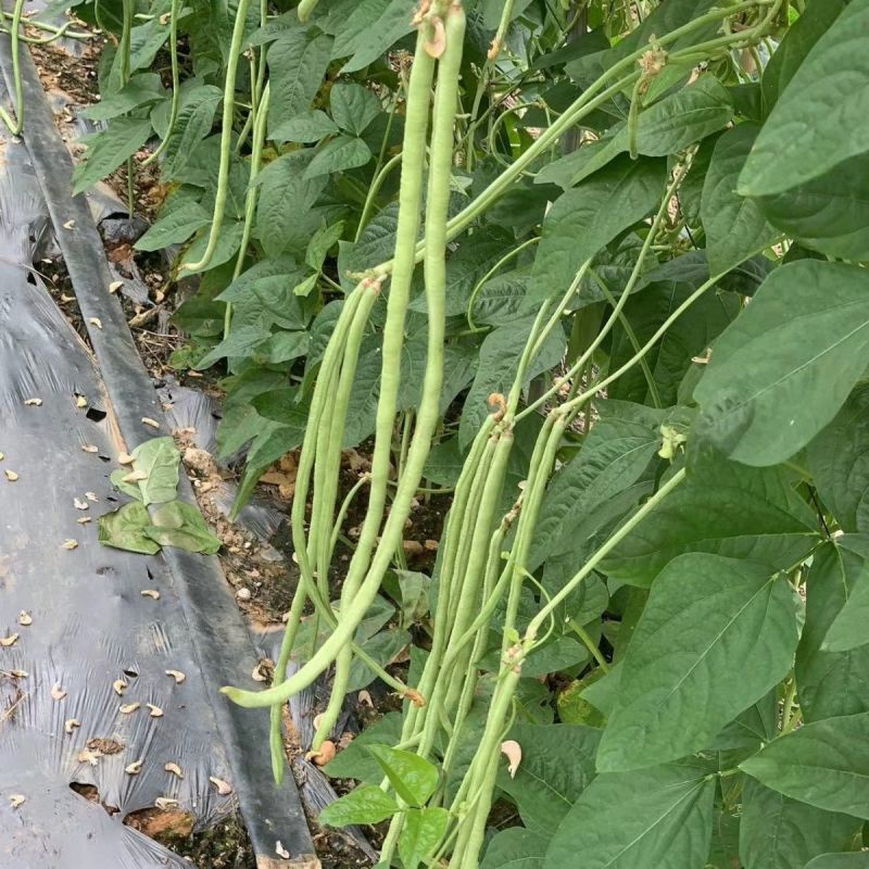 龙盛靓靓油白长豆角豇豆种子白籽白花肉厚无鼓籽无鼠尾