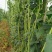 龙盛靓靓油白长豆角豇豆种子白籽白花肉厚无鼓籽无鼠尾