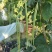 龙盛靓靓油白长豆角豇豆种子白籽白花肉厚无鼓籽无鼠尾