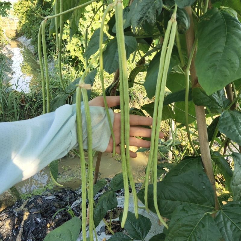 龙盛靓靓油白长豆角豇豆种子白籽白花肉厚无鼓籽无鼠尾