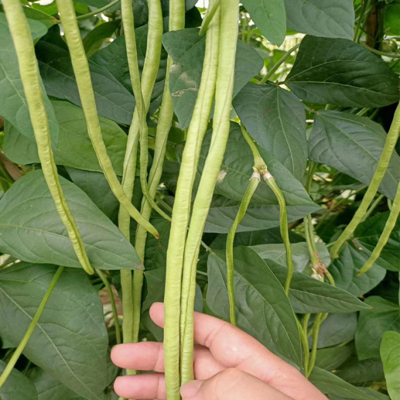 龙盛靓靓油白长豆角豇豆种子白籽白花肉厚无鼓籽无鼠尾