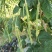 龙盛靓靓油白长豆角豇豆种子白籽白花肉厚无鼓籽无鼠尾