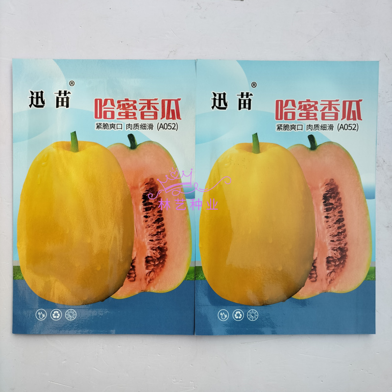 哈密香瓜种子早熟大果耐裂香瓜籽黄皮香甜瓜种子皮薄肉厚