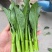 好吃四季尖叶甜菜心种子口感脆甜耐热耐湿四季油青肉厚纤维少