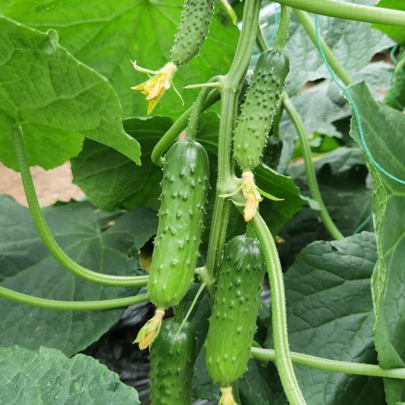 全雌A8黄瓜种子甜脆绿肉旱黄瓜种子耐低温强雌水果黄瓜种子