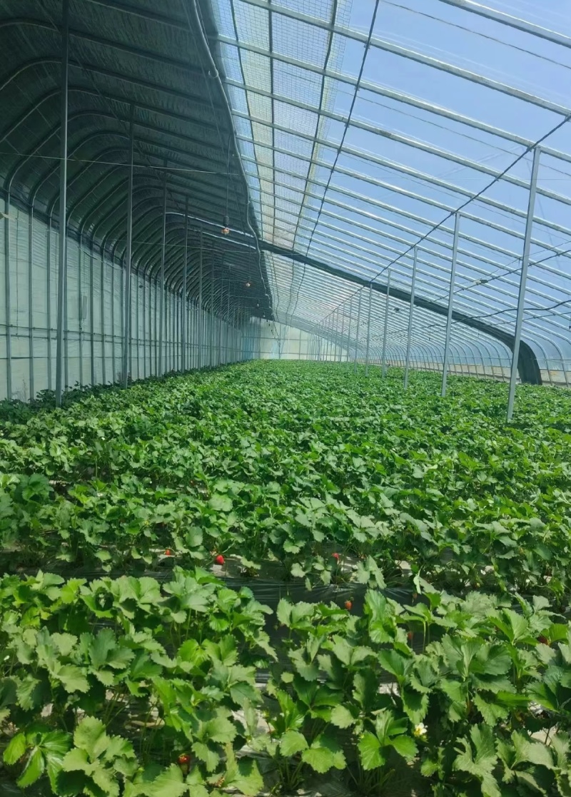二手大棚钢管西瓜大棚羊肚菌大棚二手大棚钢管厂蔬菜大棚