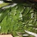 手工制作粽子，真空独立包装，口味全，支持订做代加工