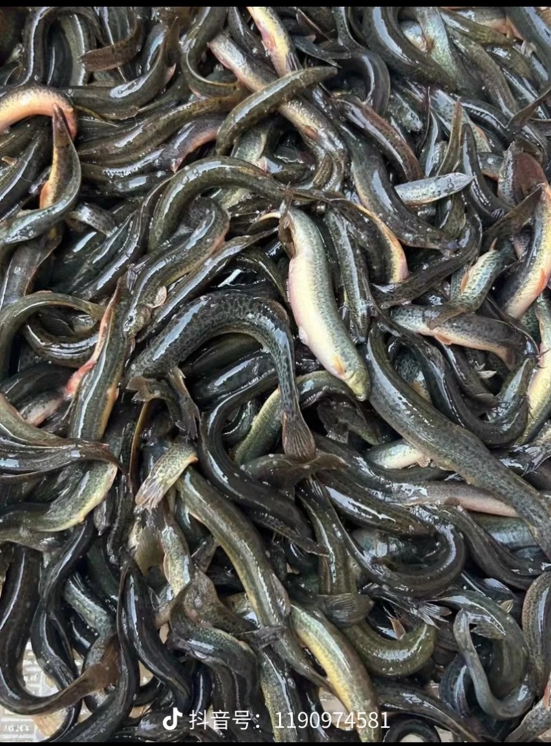 湖北潜江小龙虾.泥鳅.黄鳝.螺丝
