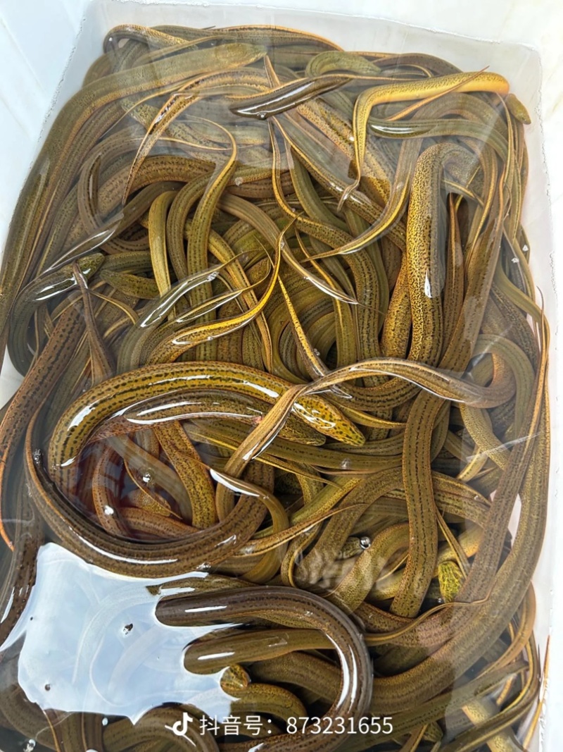 湖北潜江小龙虾.泥鳅.黄鳝.螺丝