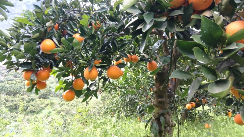 秭归脐橙