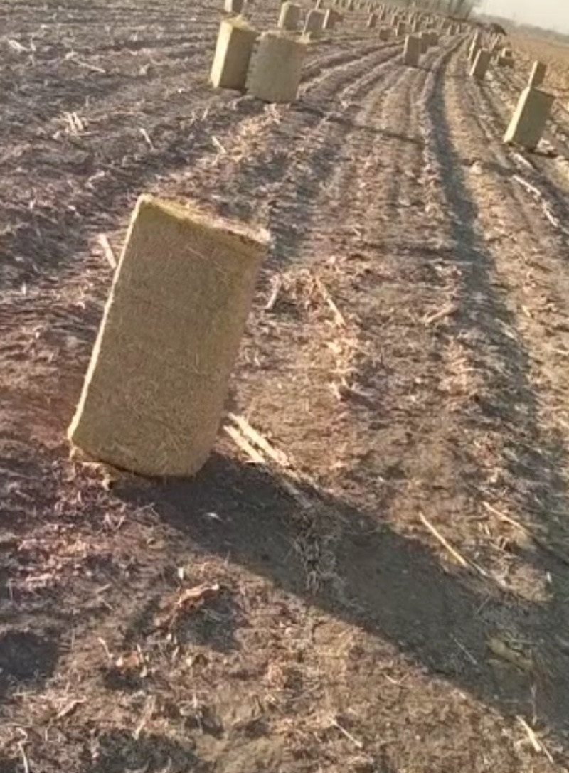 玉米秸秆草
