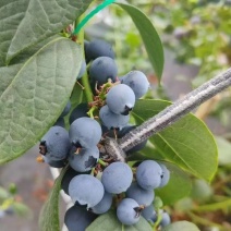 丹东花香蓝莓L25