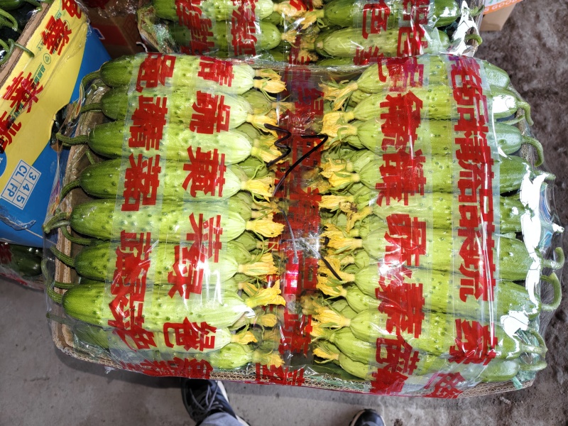 精品旱黄瓜大量有货要的联系～