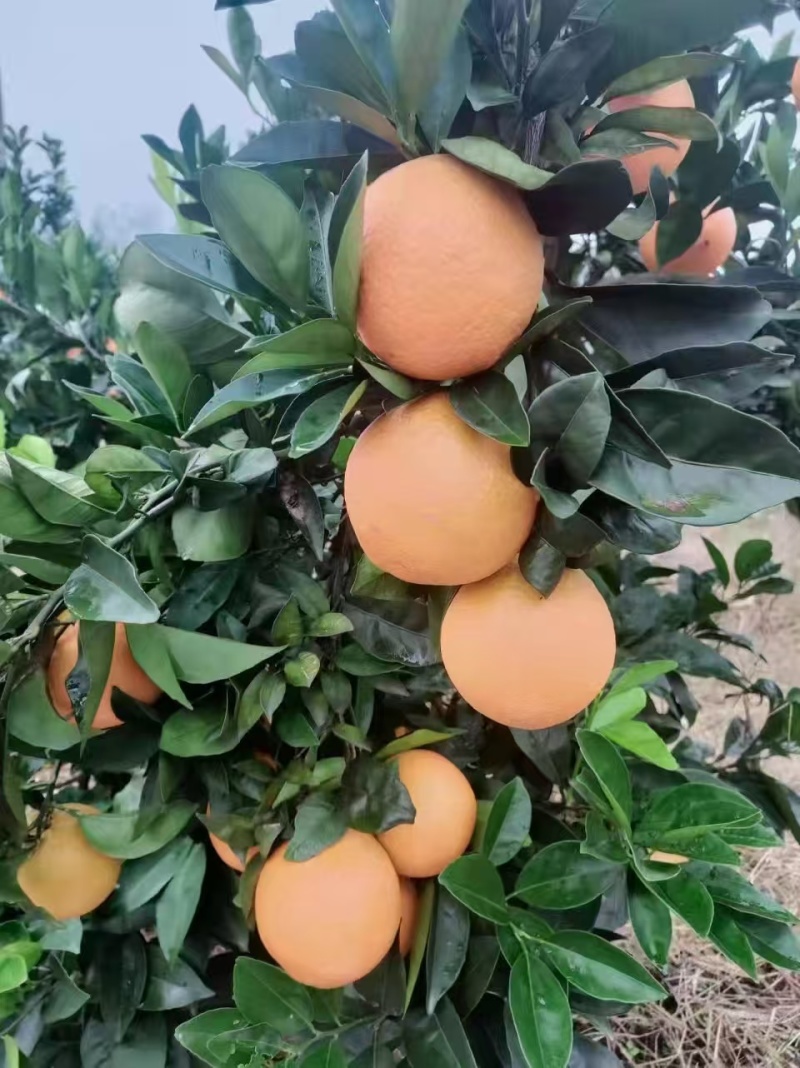 橙子