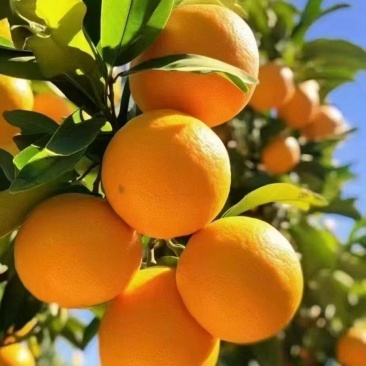 橙子