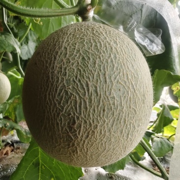 网纹瓜