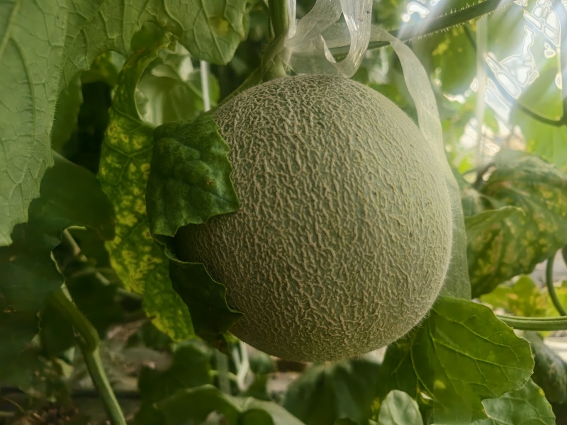 网纹瓜