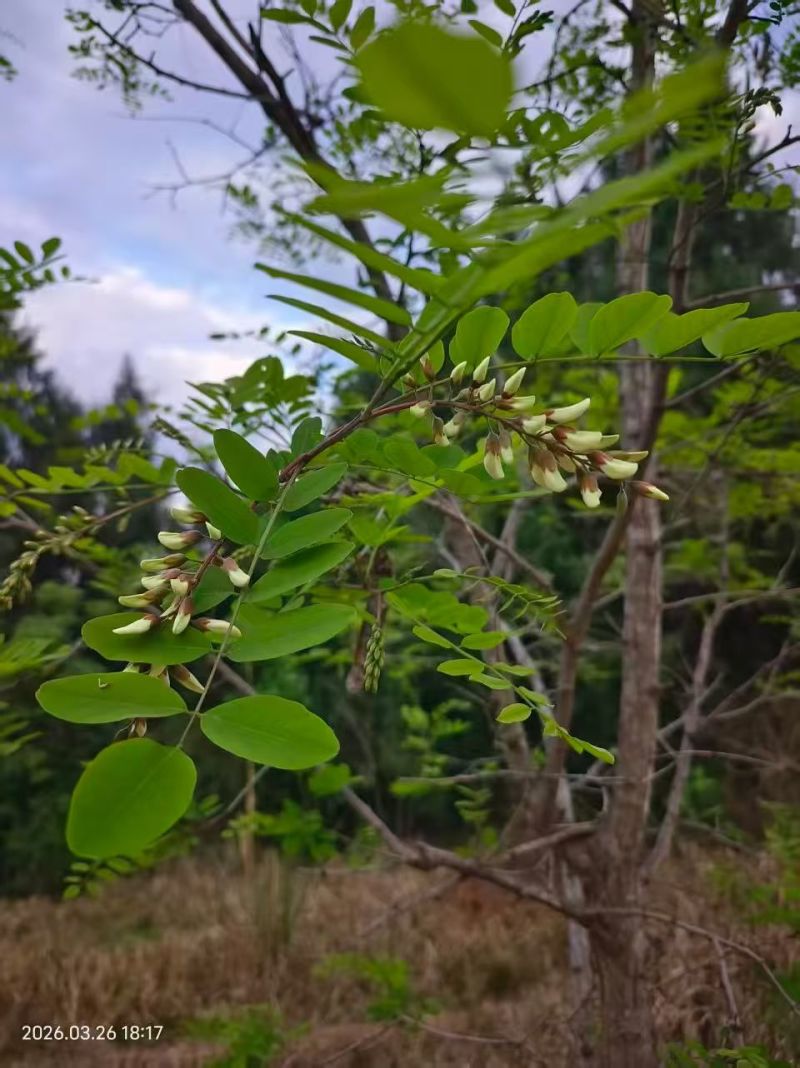 槐花
