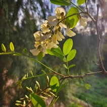 槐花