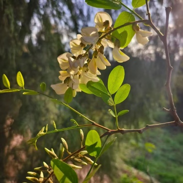 槐花
