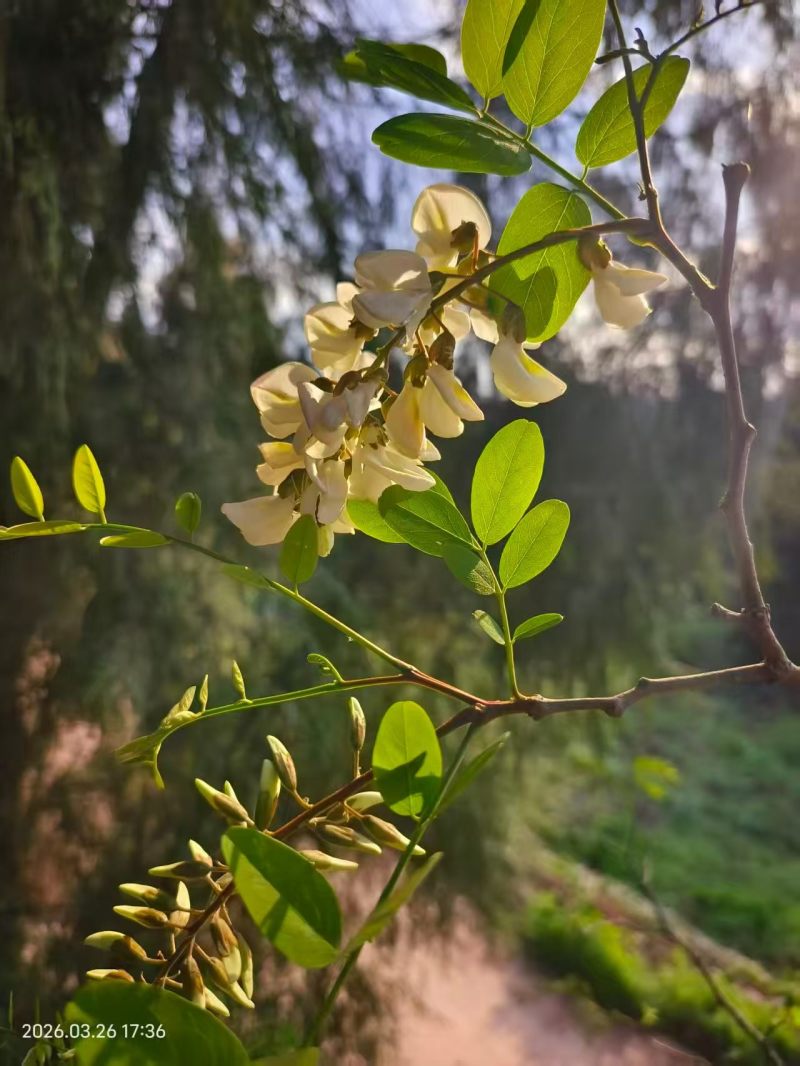 槐花