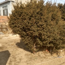 人工培育红豆杉
